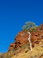 Larapinta_20080531_096 copy